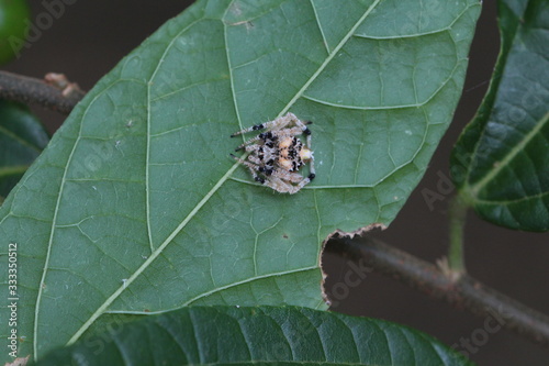 Kontrastreiche Spinne, schön gezeichnet photo