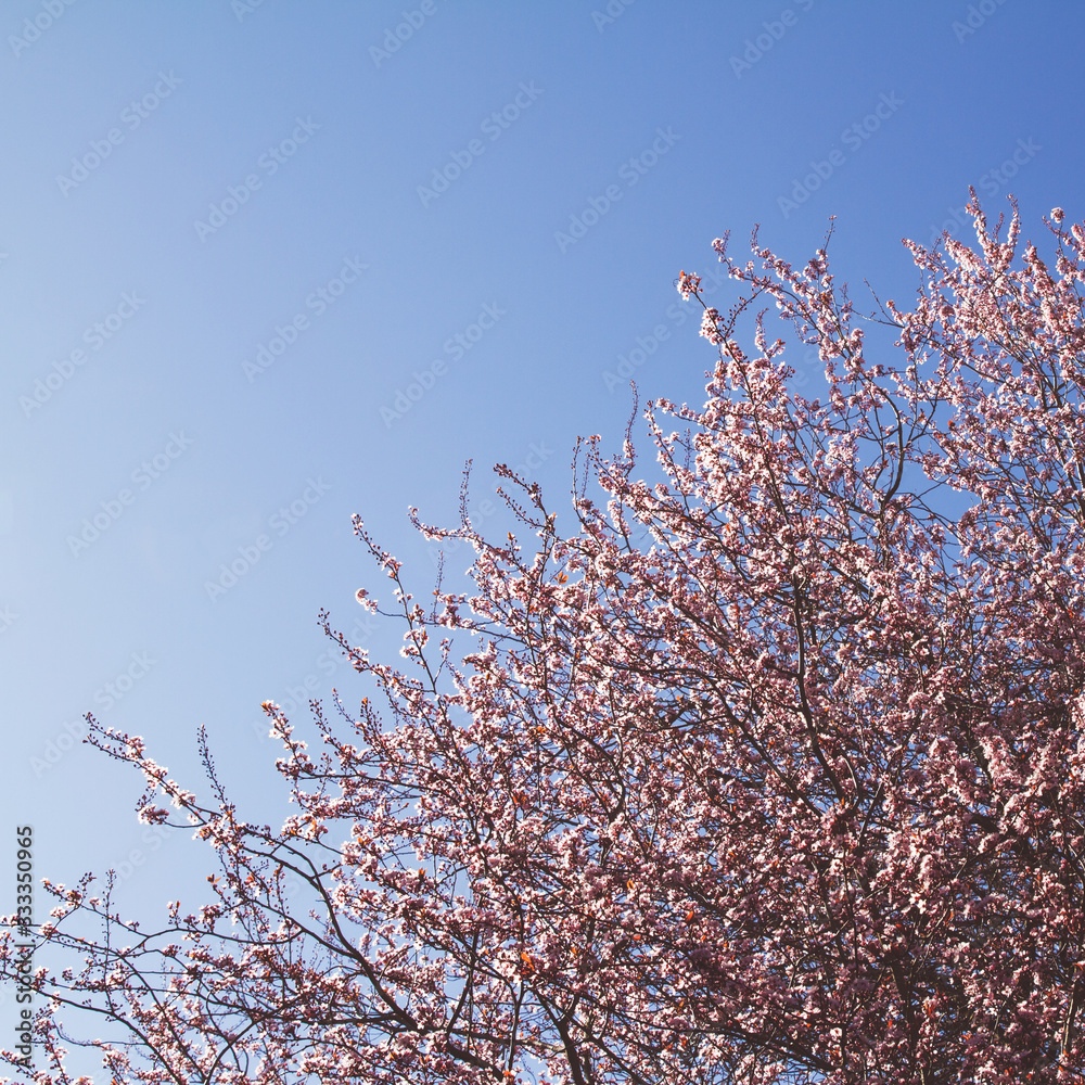 Beautiful cherry blossoms against a clear blue sky; pretty pink flowers bloom on a tree in the spring Beautiful cherry blossoms against a clear blue sky; pretty pink flowers bloom on a tree in the spring