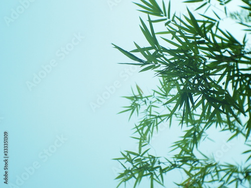 isolated, herb, rosemary, leaf, green, plant, bamboo, branch, fresh, spice, white, nature, food, dill, tree, herbal, ingredient, white background, leaves, twig, organic, flora, grass, medicine, health © Anurak