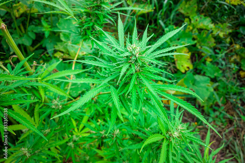 Cannabis plant found in the bush  marijuana