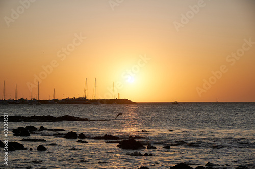 a view of a seagull flying over the atlantic ocean of the coast of the port of Punta del Este  Maldonado  Uruguay with a colorful sunset