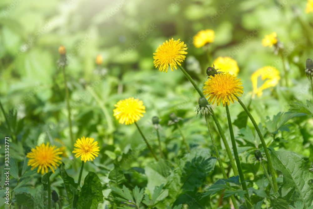 Field of yellow dandelions. Taraxacum officinale, the common dandelion Field of yellow dandelions. Taraxacum officinale, the common dandelion