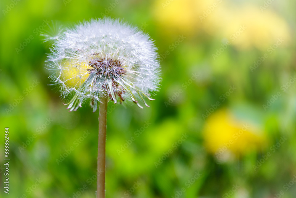 Fototapeta premium White dandelion with seeds. Blowball of Taraxacum plant on long stem.