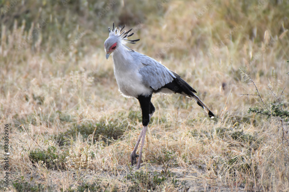 Secretary bird in Tarangire National Park, Tanzania