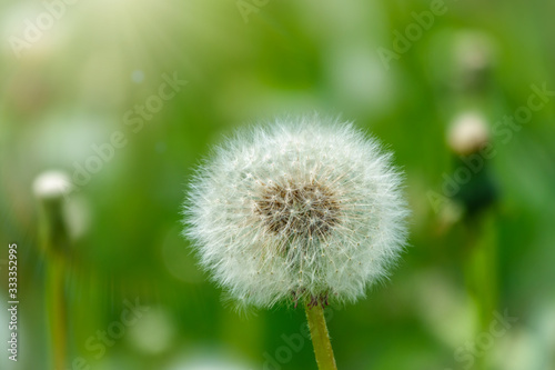White dandelion with seeds. Blowball of Taraxacum plant