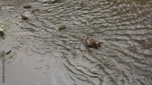 愛らしく河川の浅瀬で、微笑ましく戯れるカルガモの親子。 きびきびとした小鴨の泳ぐ様子が、何とも可愛らしい。 photo