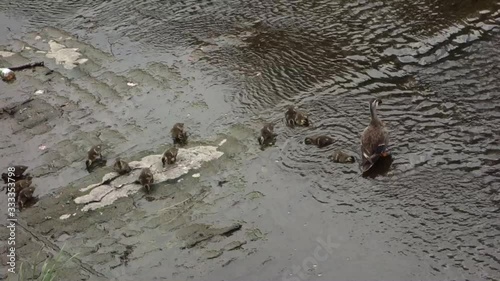 愛らしく河川の浅瀬で、微笑ましく戯れるカルガモの親子。 きびきびとした小鴨の泳ぐ様子が、何とも可愛らしい。 photo