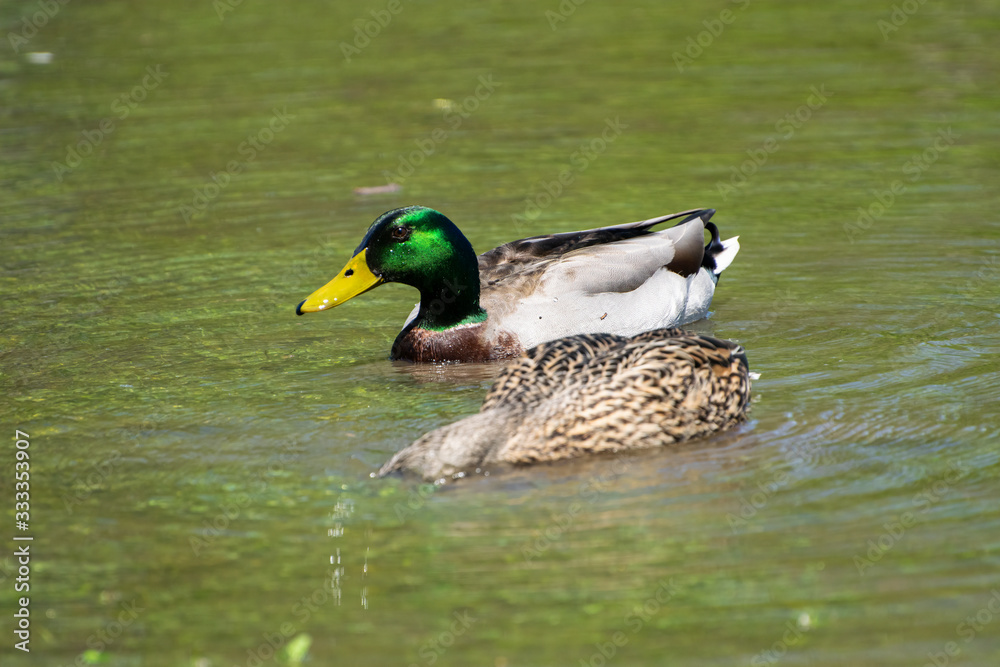 Fototapeta premium Two Mallard Ducks swimming on lake