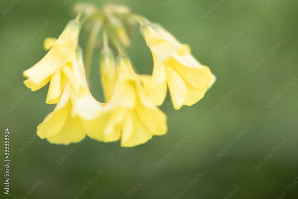花 花