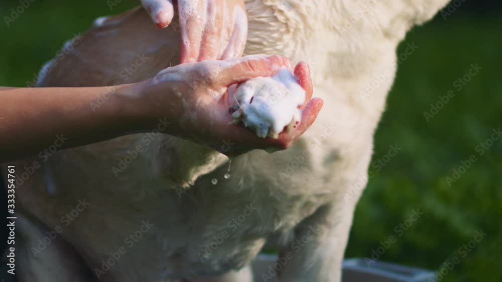 A person washing adorable white Beagle-Labrador mix dog's paw with soap, in the park, outdoors, on a sunny day. CLOSE UP, SLOW MOTION, SHALLOW DOF, BMPCC 4K A person washing adorable white Beagle-Labrador mix dog's paw with soap, in the park, outdoors, on a sunny day. CLOSE UP, SLOW MOTION, SHALLOW DOF, BMPCC 4K