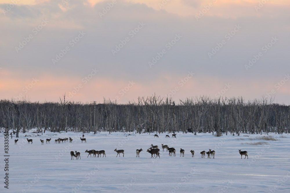 Naklejka premium 夕焼けの雪原に群れるエゾシカ(北海道・野付半島)