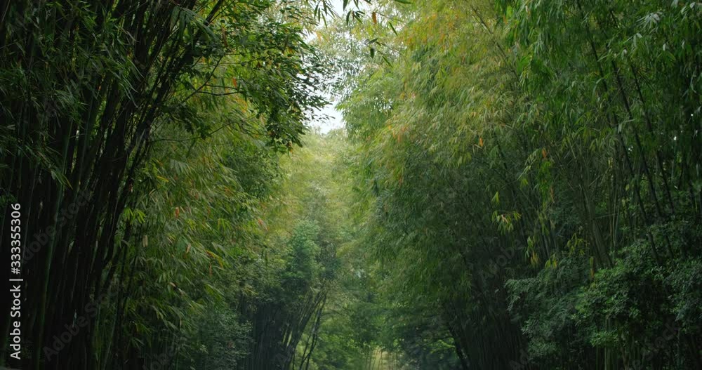 Bamboo woods background with branch and leaf swaying in the wind 4k nature footage in Sichuan China Bamboo woods background with branch and leaf swaying in the wind 4k nature footage in Sichuan China
