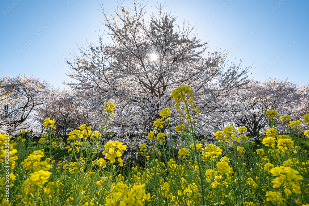 埼玉県権現堂の桜と菜の花