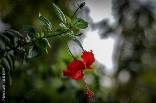 red folwers