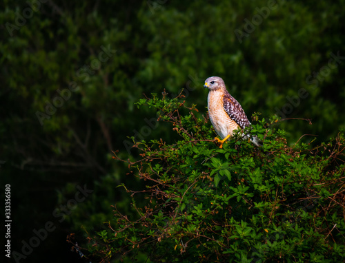 Red-Shoulder Hawk on Huntin Perch photo