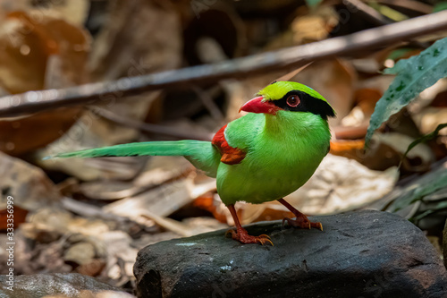 Common Green Magpie perching on a rock looking into a distance photo
