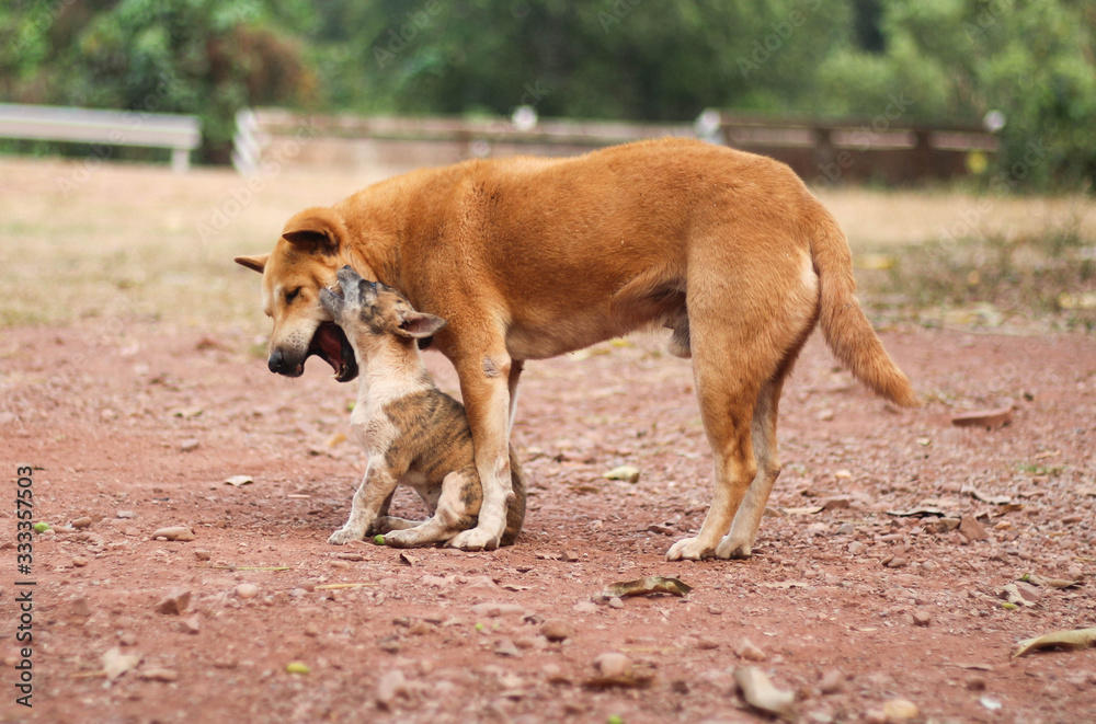 Small dog and big dog playing together outdoors.