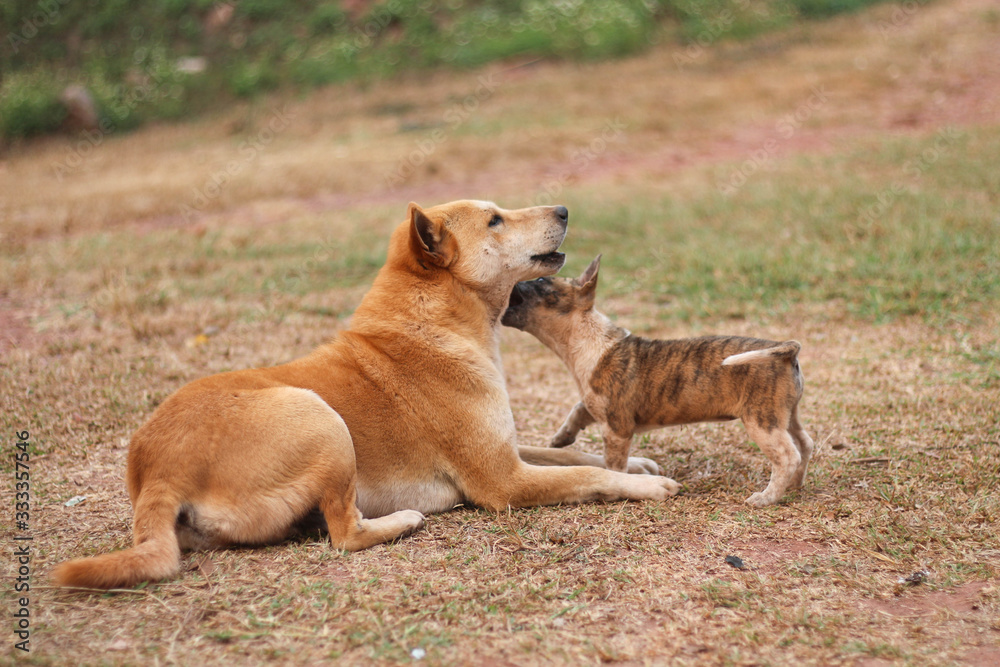 Small dog and big dog playing together outdoors. Small dog and big dog playing together outdoors.