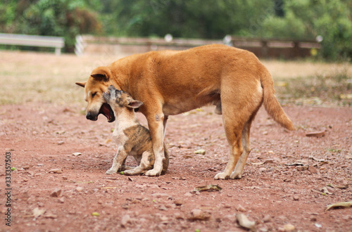 Small dog and big dog playing together outdoors. © apassara