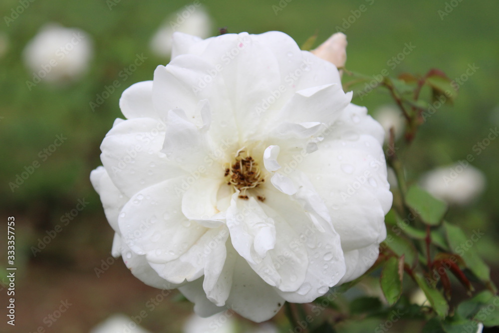 Fototapeta premium Biała wisząca róża