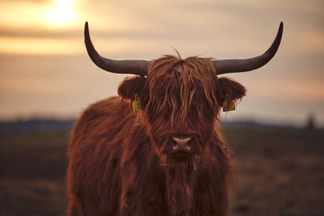 Ingelijste posters Schotse hooglander Jonge Hooglander van dichtbij  © PHOTOLIFESTYLE