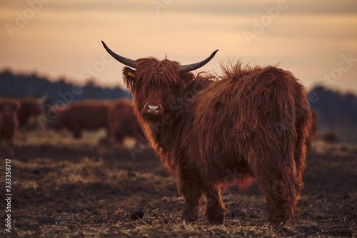 Young Scottish Highland Beef Cattle closeup photo