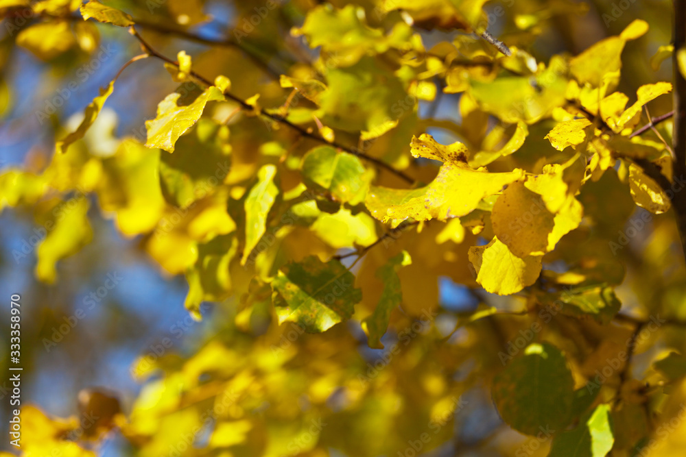 Beautiful abstract blurred natural background of yellowed bright leaves in the forest. Gamma of natural yellow shades. Season change, calendar Beautiful abstract blurred natural background of yellowed bright leaves in the forest. Gamma of natural yellow shades. Season change, calendar