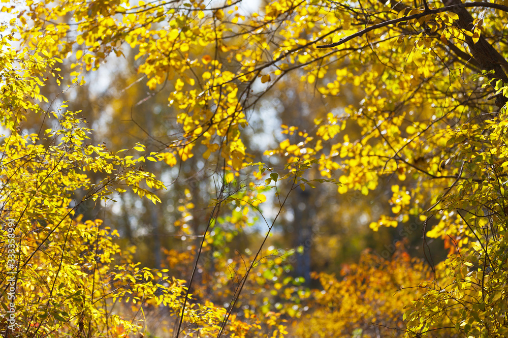Abstract blurred natural background of beautiful bright yellowed trees in the forest. Season change, calendar