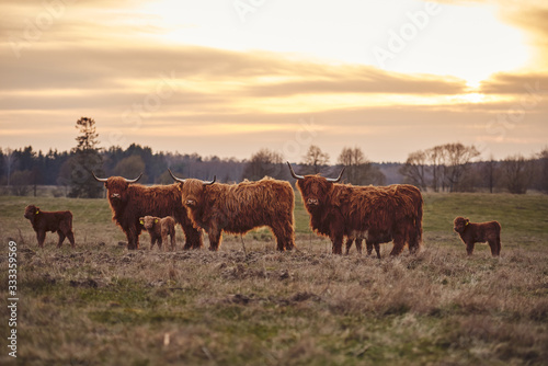 Highland cattle family being run on for beef