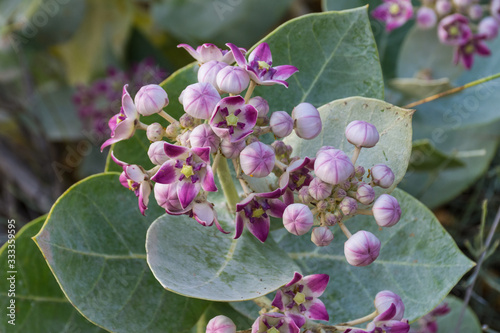 Desert Flower (Sodom's Apple) Calotropis procera on a Green Leafy Background in the United Arab Emirates. photo