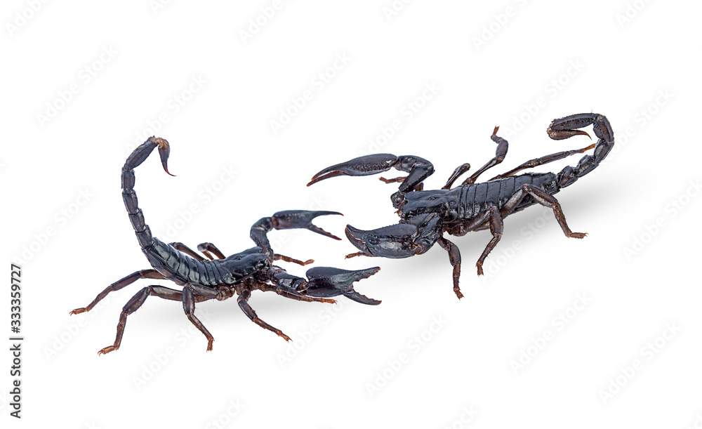 black scorpions isolated on a white background black scorpions isolated on a white background