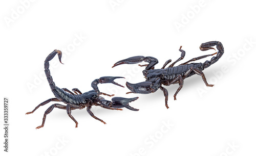 black scorpions isolated on a white background
