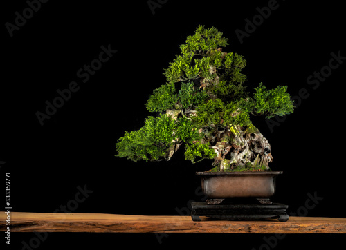 Japanese bonsai tree style used for decoration. Bonsai is used to decorate the shop. Japanese bonsai tree on a black back wooden floor.