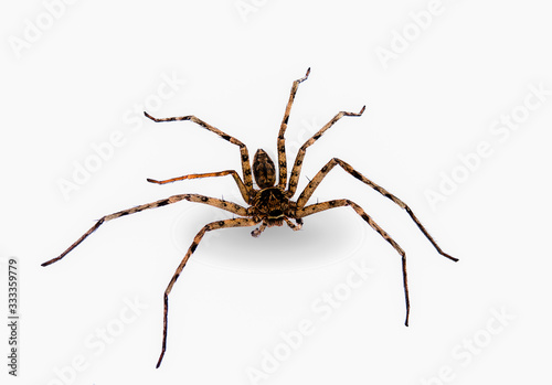 brown spider isolated on a white