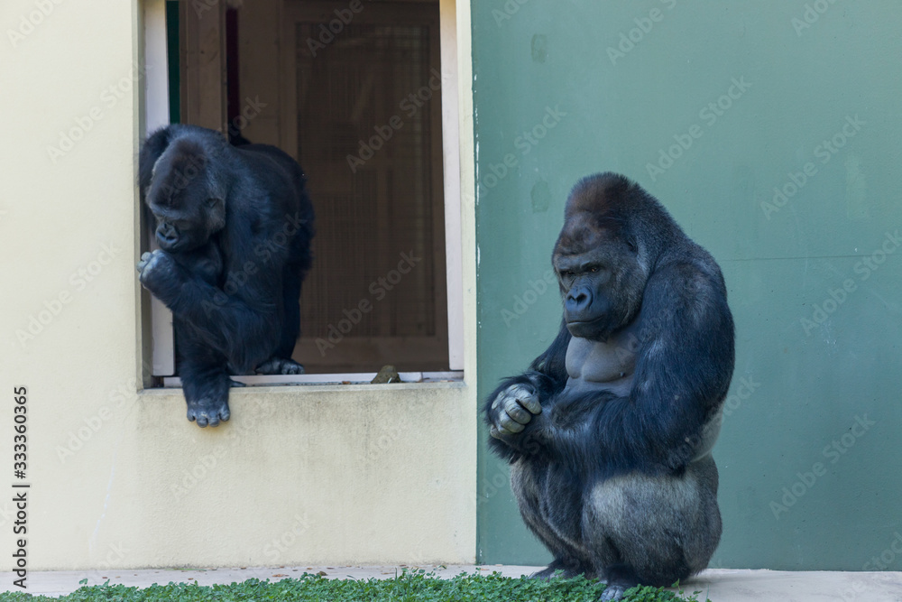 動物園の可愛いゴリラたち Stock Photo Adobe Stock