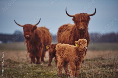 Highland Cow And Calf