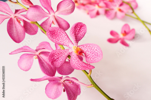 Pink orchids Bouquet.