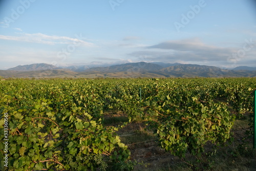 A large green grape field with narrow paths in the evening with the setting sun