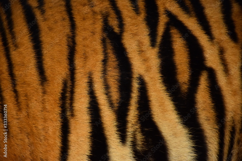 Bengal tiger pattern, in the middle of the body Bengal tiger pattern, in the middle of the body