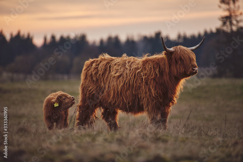 Photography Highland Cow And Calf