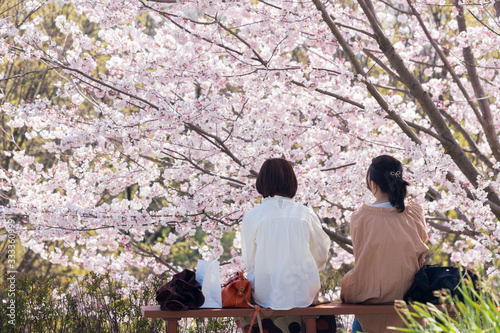 Obraz na płótnie 春の満開の桜の公園で花見している女性