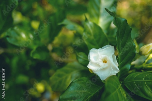 flower in garden