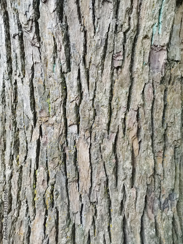 Closeup photograph of tree trunk for use in texture or wallpaper.