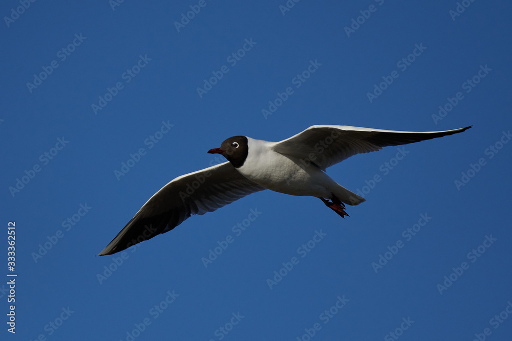 Fototapeta premium Black-headed gull (Chroicocephalus ridibundus)
