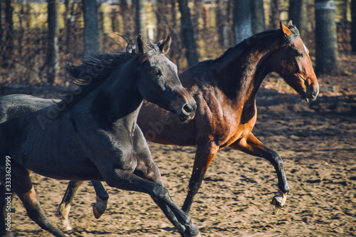 horses in motion