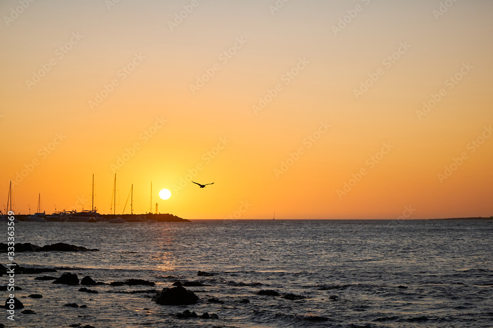 a view of a seagull flying over the atlantic ocean of the coast of the port of Punta del Este, Maldonado, Uruguay with a colorful sunset