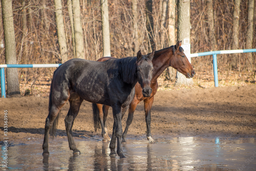 red and black horse at the watering hole red and black horse at the watering hole