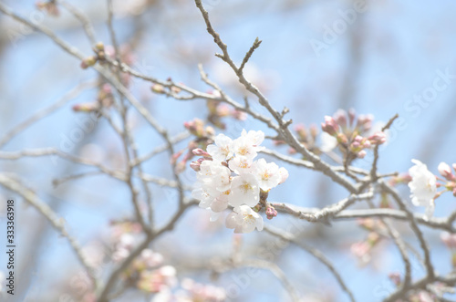 染井吉野