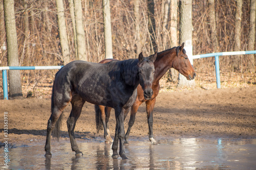 horses at the watering hole