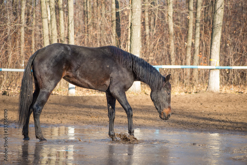 black horse at the watering hole